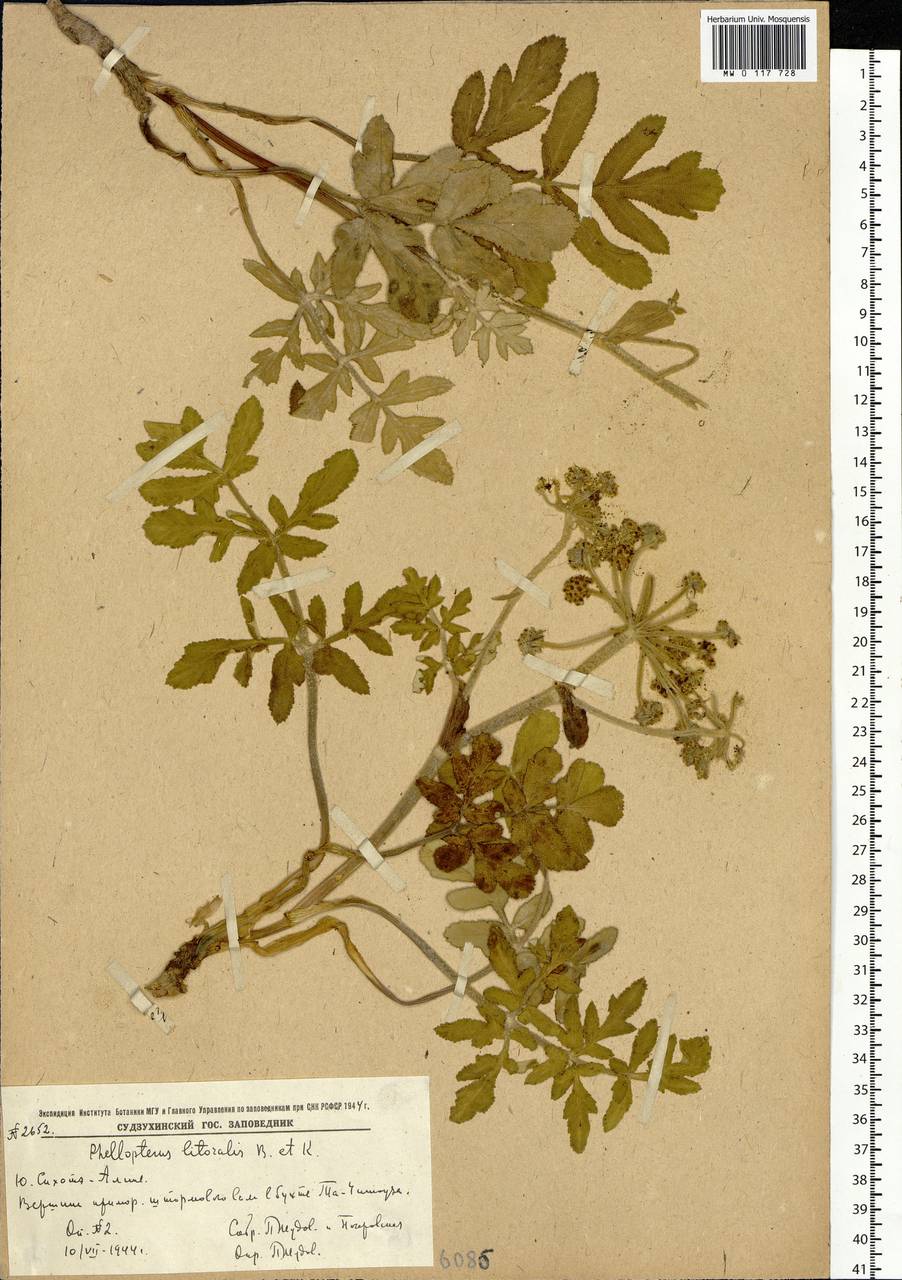 Glehnia littoralis (A. Gray) F. Schmidt ex Miq., Siberia, Russian Far East (S6) (Russia)