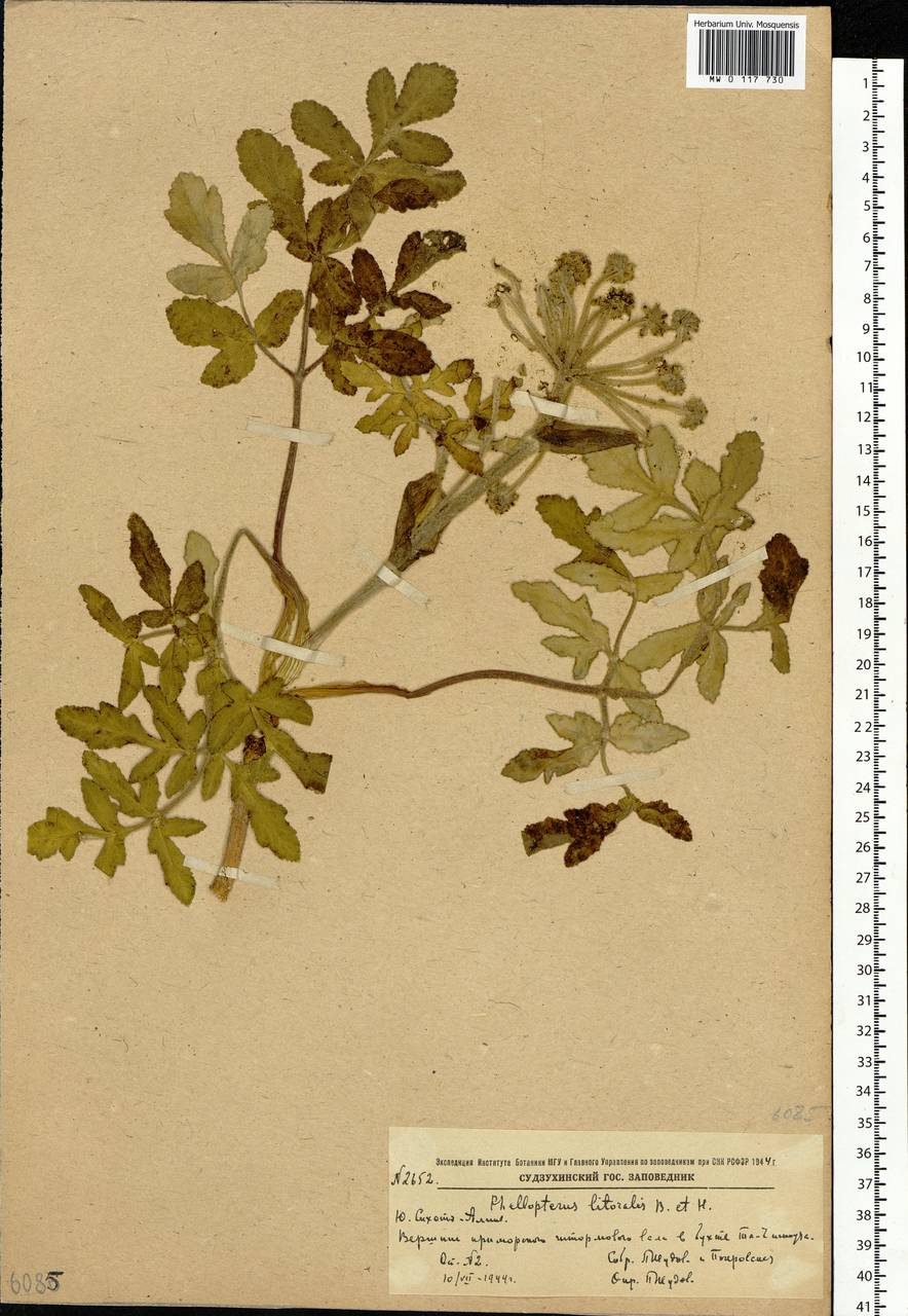 Glehnia littoralis (A. Gray) F. Schmidt ex Miq., Siberia, Russian Far East (S6) (Russia)
