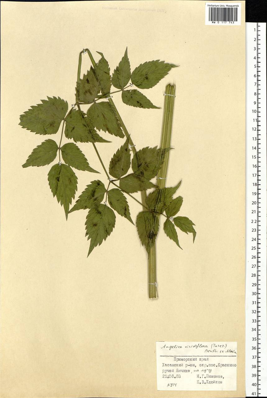 Ostericum viridiflorum (Turcz.) Kitag., Siberia, Russian Far East (S6) (Russia)