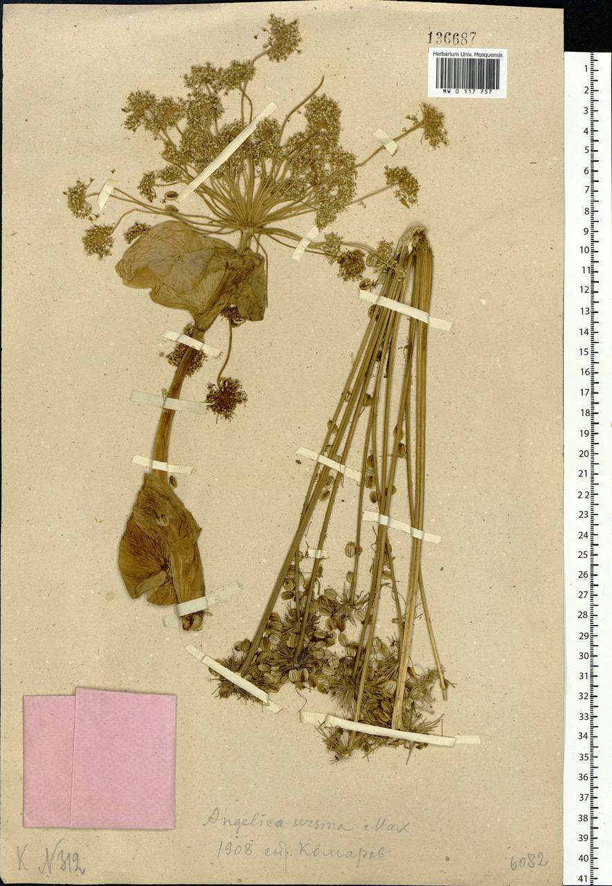 Angelica ursina (Rupr.) Regel, Siberia, Chukotka & Kamchatka (S7) (Russia)