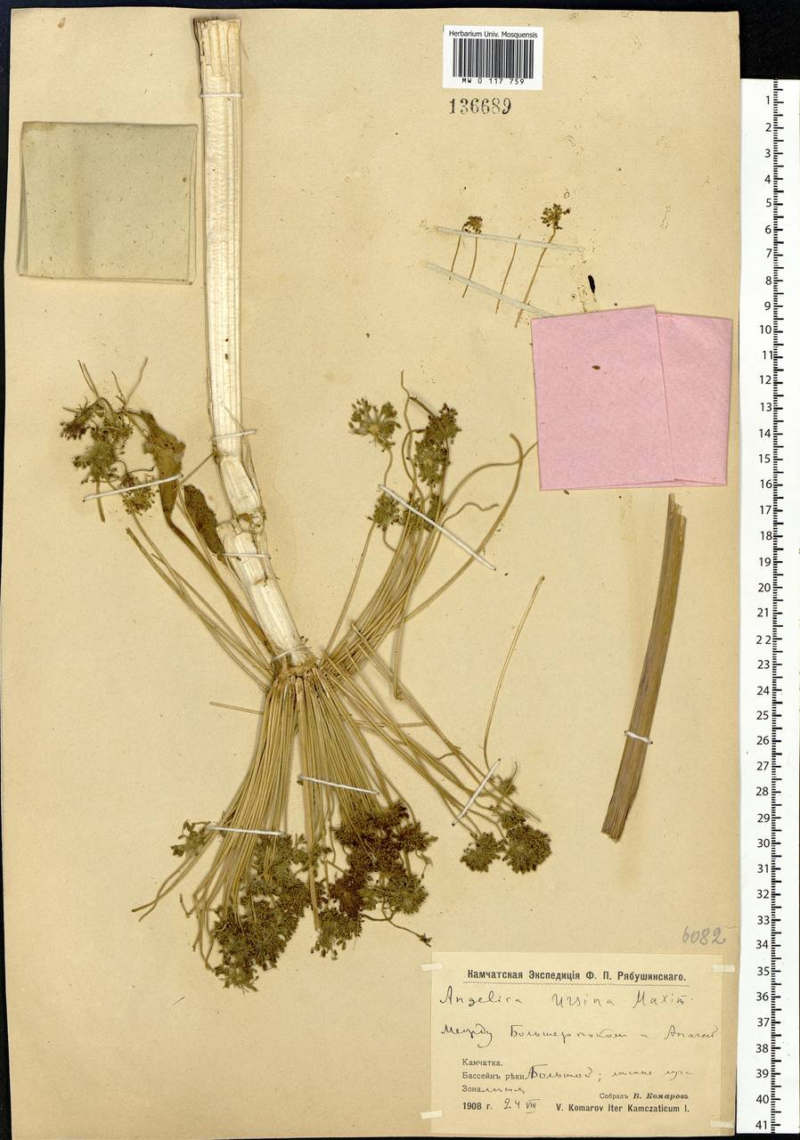 Angelica ursina (Rupr.) Regel, Siberia, Chukotka & Kamchatka (S7) (Russia)