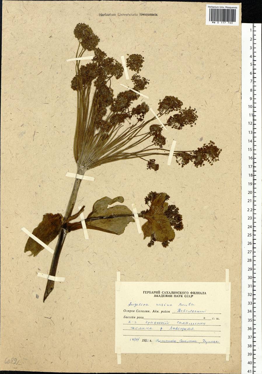 Angelica ursina (Rupr.) Regel, Siberia, Russian Far East (S6) (Russia)