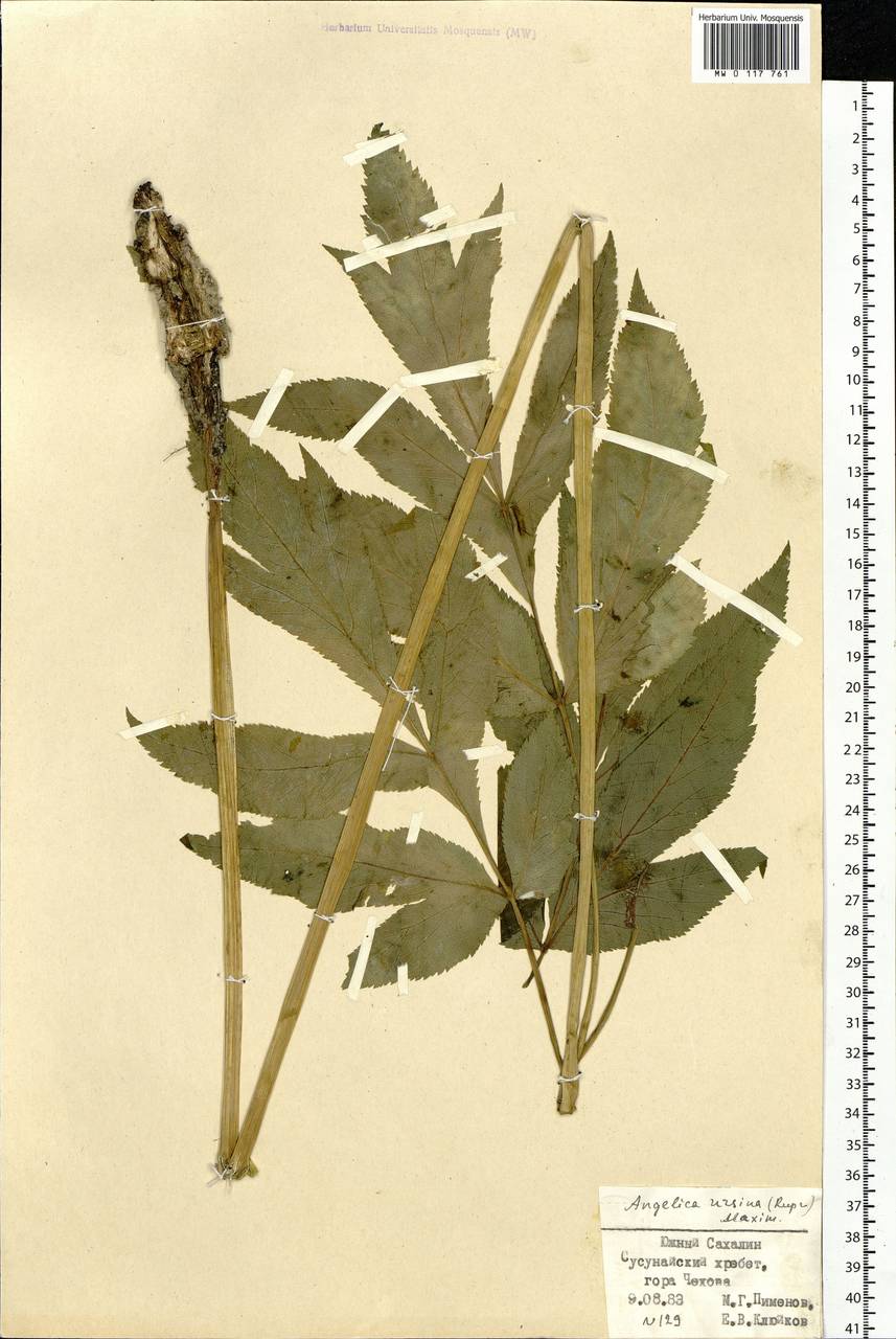 Angelica ursina (Rupr.) Regel, Siberia, Russian Far East (S6) (Russia)