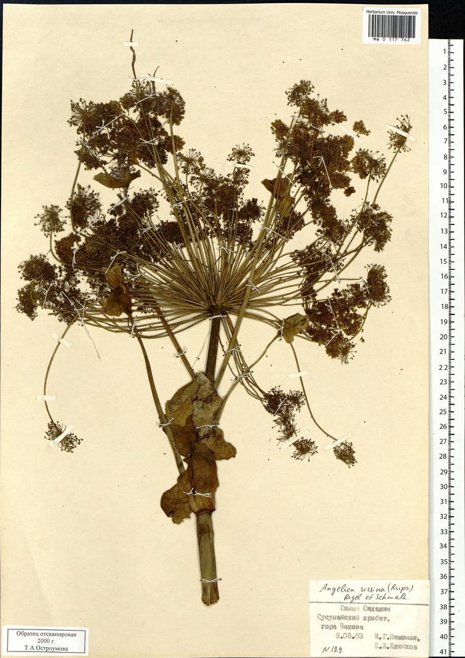 Angelica ursina (Rupr.) Regel, Siberia, Russian Far East (S6) (Russia)