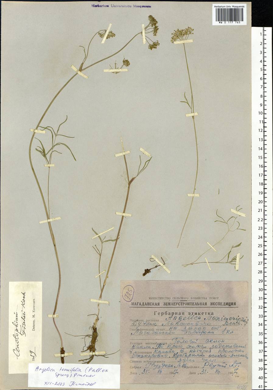 Ostericum tenuifolium (Pall. ex Spreng.) Y. C. Chu, Siberia, Chukotka & Kamchatka (S7) (Russia)