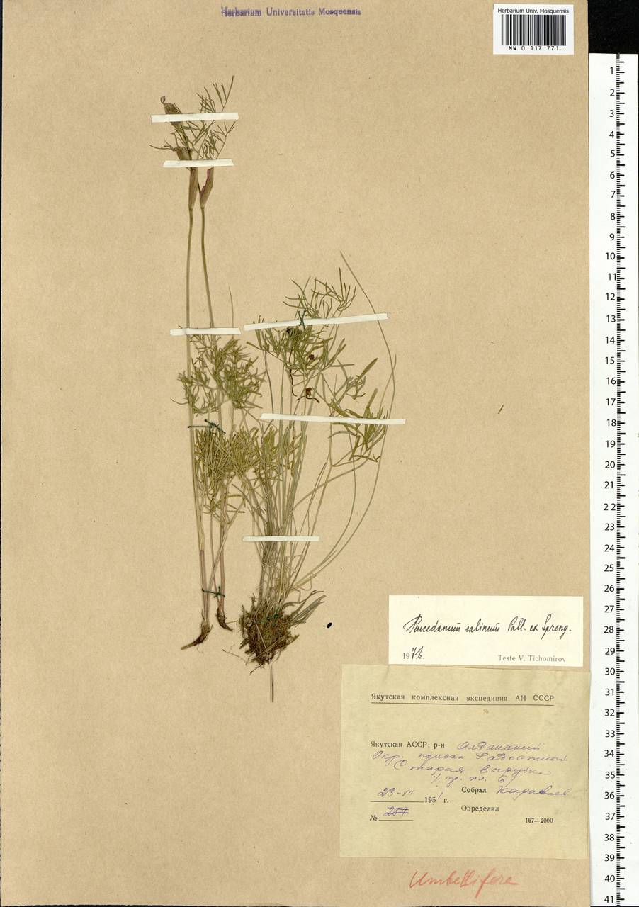 Ostericum tenuifolium (Pall. ex Spreng.) Y.C.Chu, Siberia, Yakutia (S5) (Russia)