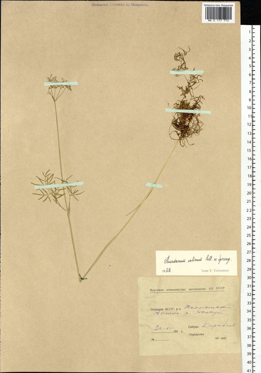 Ostericum tenuifolium (Pall. ex Spreng.) Y.C.Chu, Siberia, Yakutia (S5) (Russia)