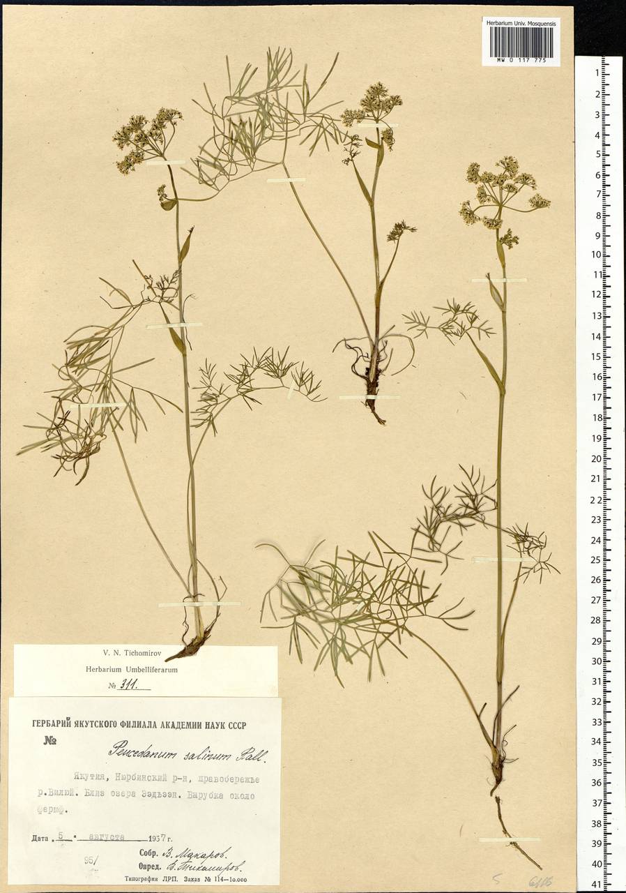 Ostericum tenuifolium (Pall. ex Spreng.) Y.C.Chu, Siberia, Yakutia (S5) (Russia)