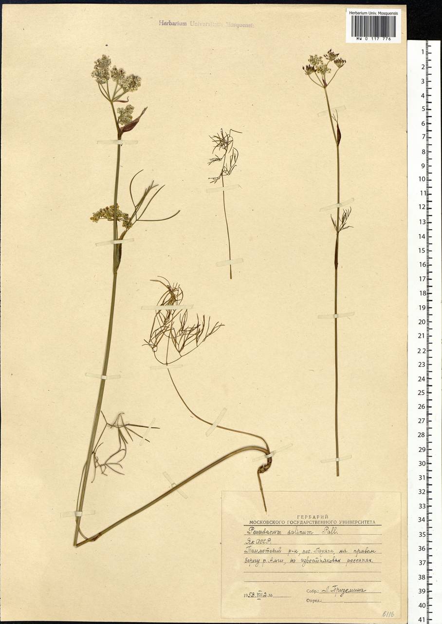 Ostericum tenuifolium (Pall. ex Spreng.) Y.C.Chu, Siberia, Yakutia (S5) (Russia)