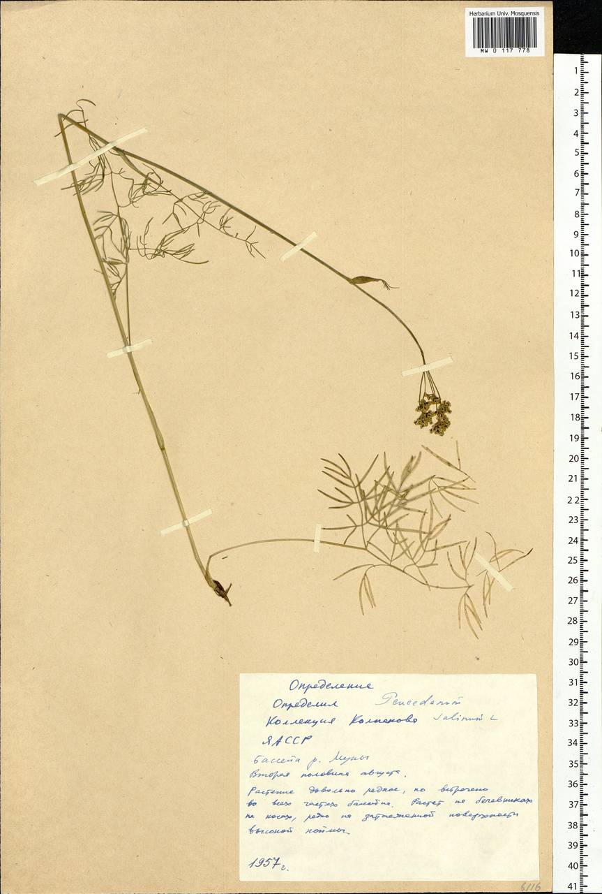 Ostericum tenuifolium (Pall. ex Spreng.) Y. C. Chu, Siberia, Yakutia (S5) (Russia)