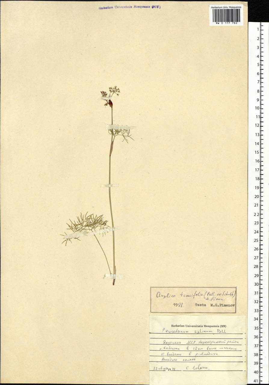 Ostericum tenuifolium (Pall. ex Spreng.) Y. C. Chu, Siberia, Yakutia (S5) (Russia)