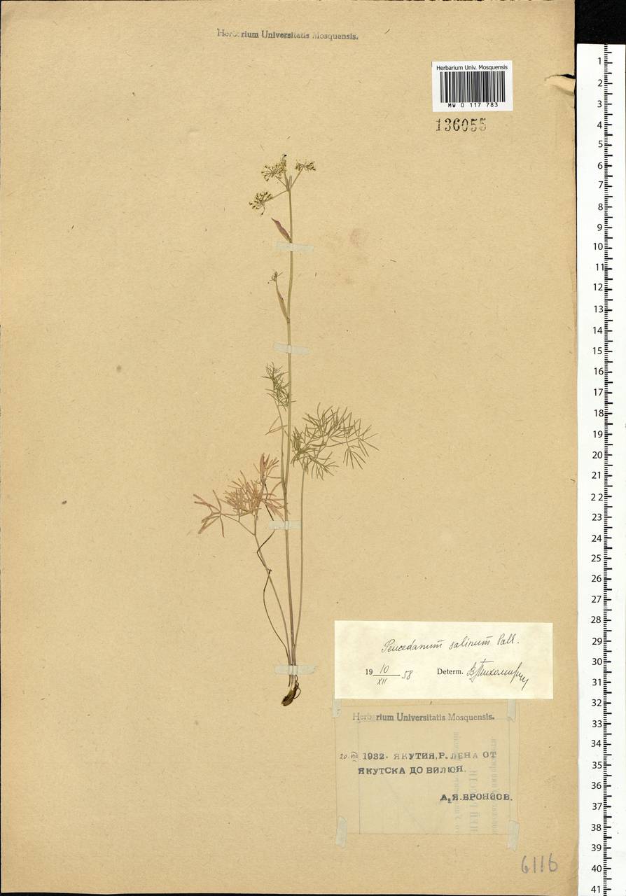 Ostericum tenuifolium (Pall. ex Spreng.) Y. C. Chu, Siberia, Yakutia (S5) (Russia)
