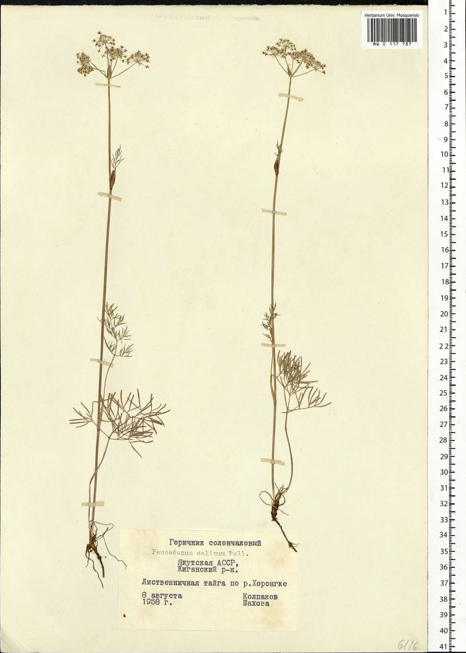 Ostericum tenuifolium (Pall. ex Spreng.) Y. C. Chu, Siberia, Yakutia (S5) (Russia)