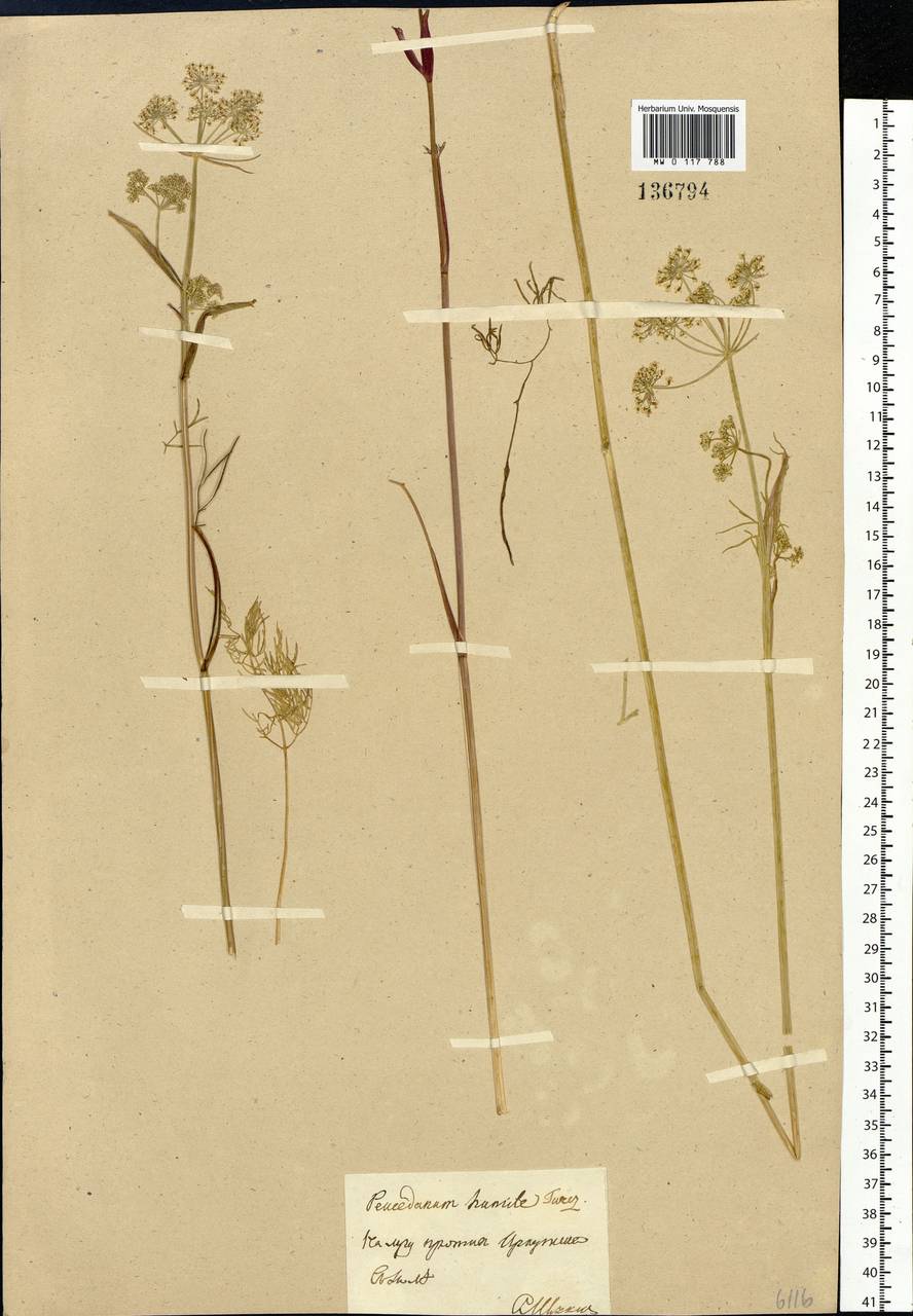 Ostericum tenuifolium (Pall. ex Spreng.) Y. C. Chu, Siberia, Baikal & Transbaikal region (S4) (Russia)
