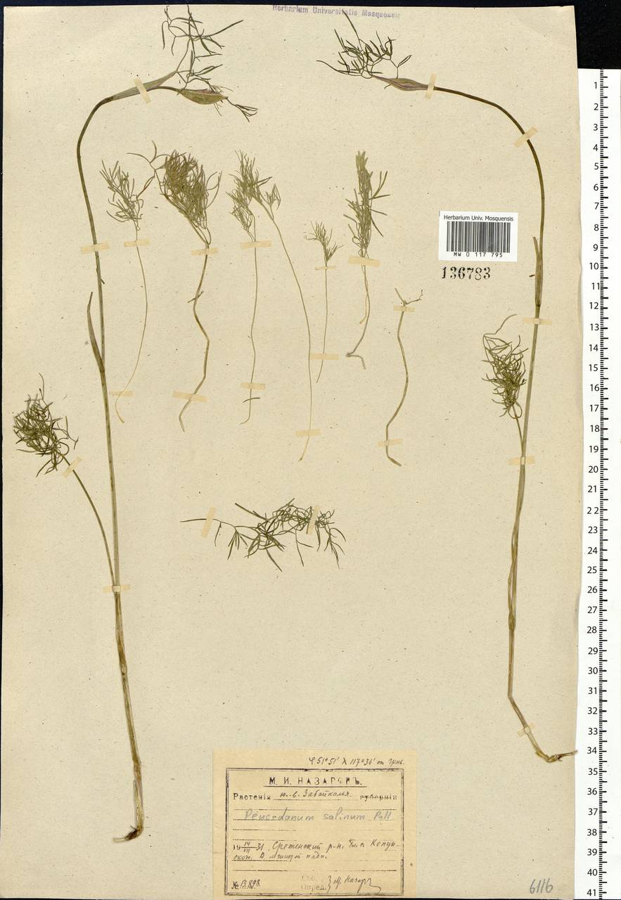 Ostericum tenuifolium (Pall. ex Spreng.) Y.C.Chu, Siberia, Baikal & Transbaikal region (S4) (Russia)