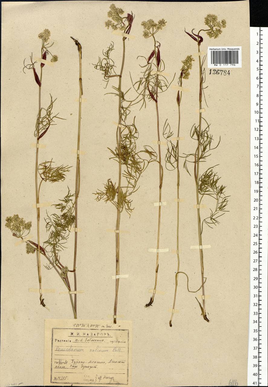 Ostericum tenuifolium (Pall. ex Spreng.) Y.C.Chu, Siberia, Baikal & Transbaikal region (S4) (Russia)