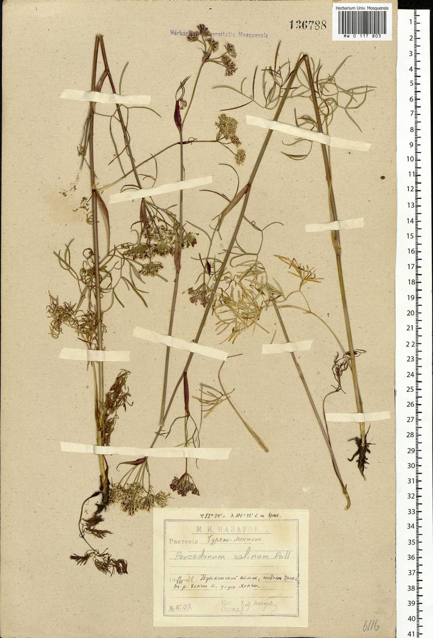 Ostericum tenuifolium (Pall. ex Spreng.) Y.C.Chu, Siberia, Baikal & Transbaikal region (S4) (Russia)