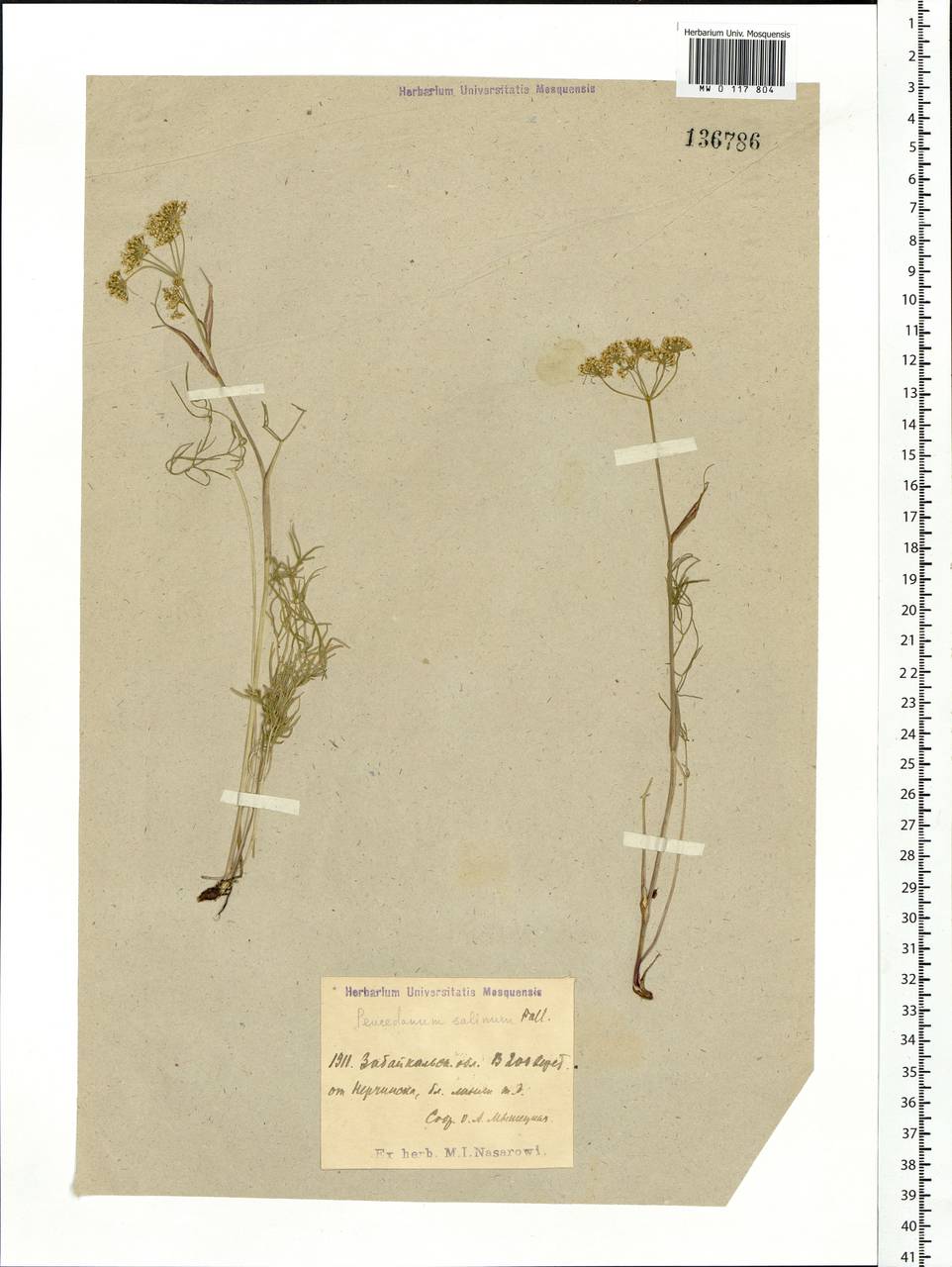 Ostericum tenuifolium (Pall. ex Spreng.) Y. C. Chu, Siberia, Baikal & Transbaikal region (S4) (Russia)