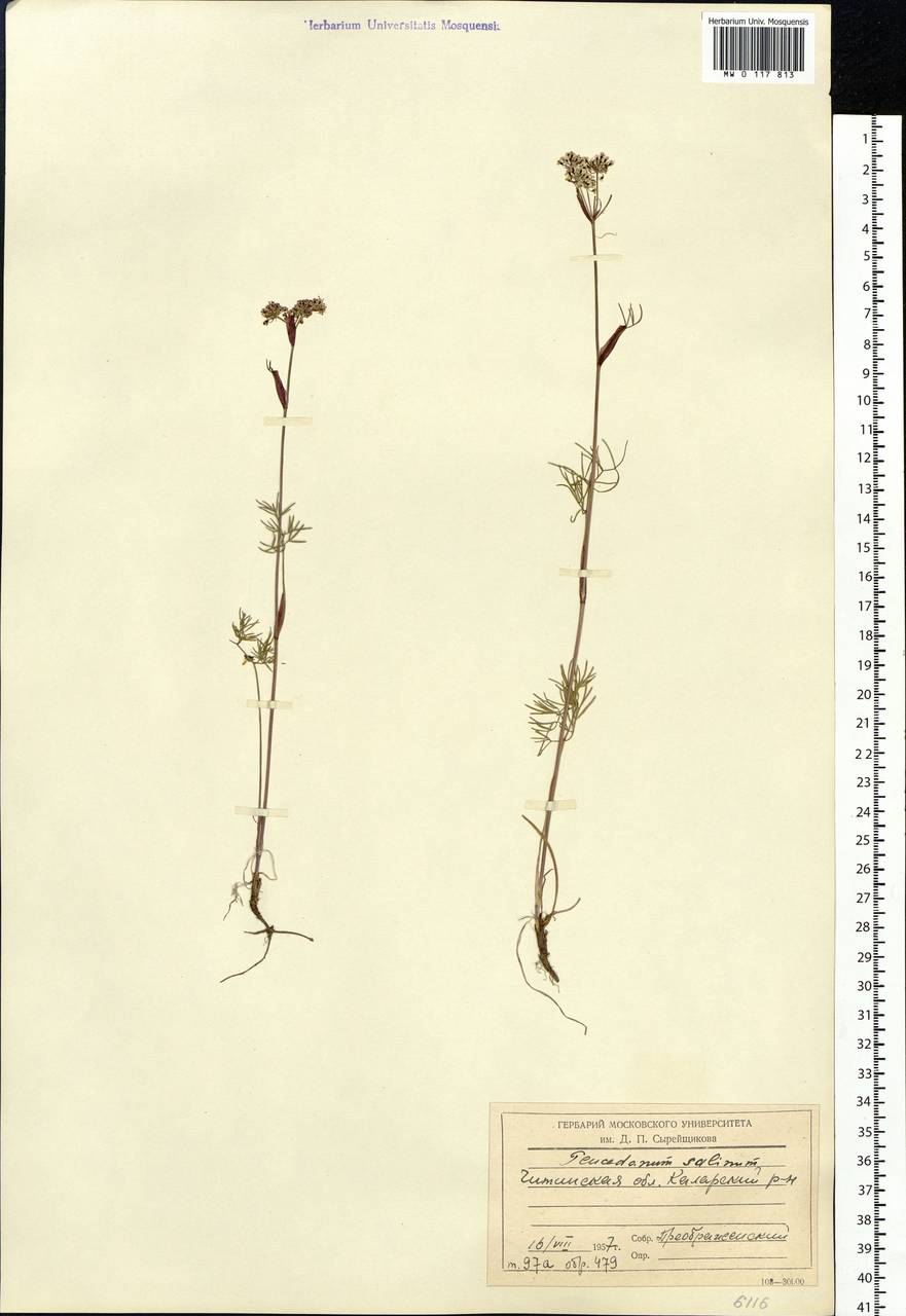 Ostericum tenuifolium (Pall. ex Spreng.) Y. C. Chu, Siberia, Baikal & Transbaikal region (S4) (Russia)