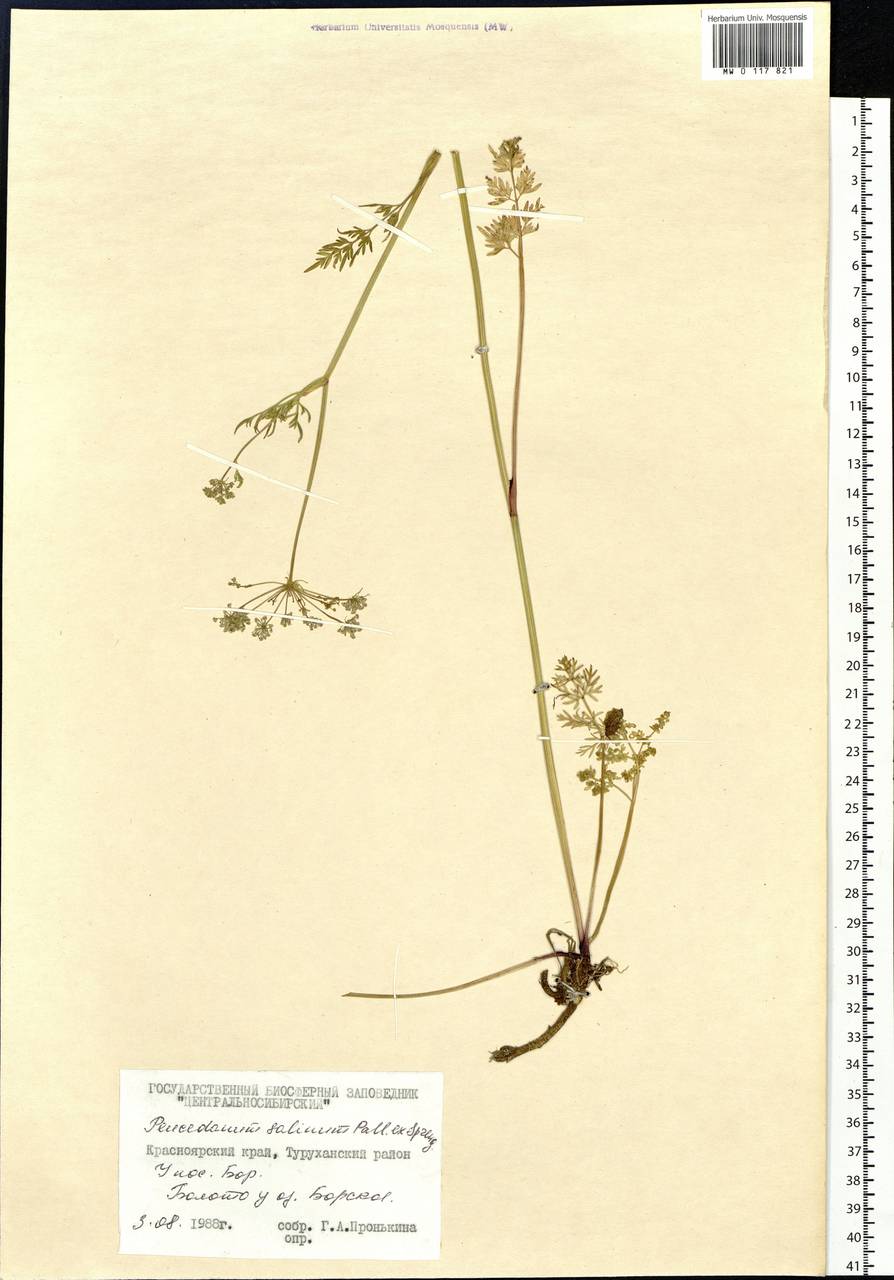 Ostericum tenuifolium (Pall. ex Spreng.) Y. C. Chu, Siberia, Central Siberia (S3) (Russia)