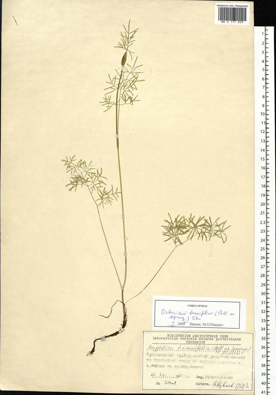 Ostericum tenuifolium (Pall. ex Spreng.) Y. C. Chu, Siberia, Central Siberia (S3) (Russia)