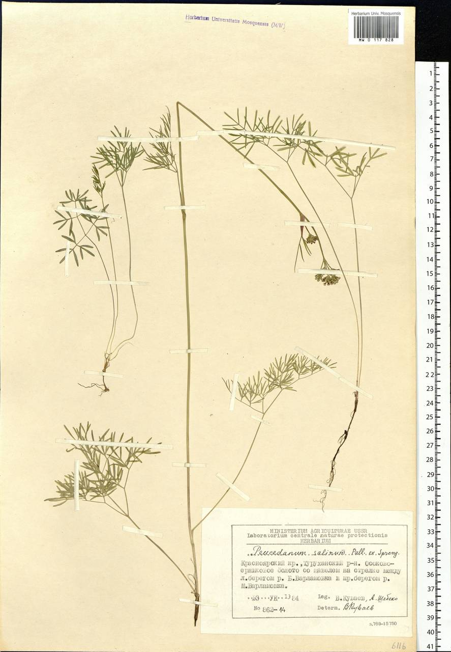 Ostericum tenuifolium (Pall. ex Spreng.) Y.C.Chu, Siberia, Central Siberia (S3) (Russia)