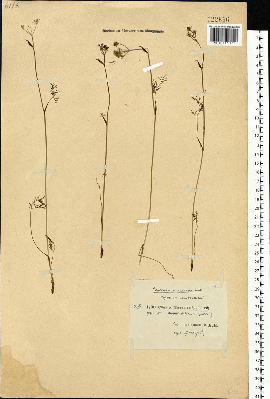 Ostericum tenuifolium (Pall. ex Spreng.) Y.C.Chu, Siberia, Central Siberia (S3) (Russia)