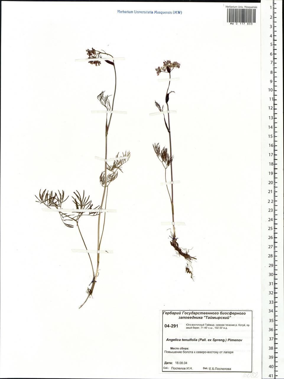 Ostericum tenuifolium (Pall. ex Spreng.) Y.C.Chu, Siberia, Central Siberia (S3) (Russia)