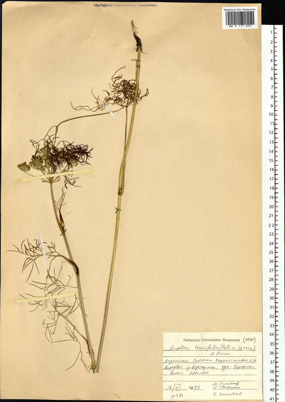 Ostericum tenuifolium (Pall. ex Spreng.) Y.C.Chu, Siberia, Western (Kazakhstan) Altai Mountains (S2a) (Kazakhstan)