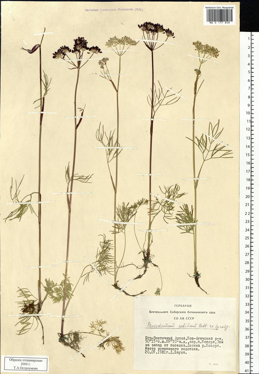 Ostericum tenuifolium (Pall. ex Spreng.) Y.C.Chu, Siberia, Altai & Sayany Mountains (S2) (Russia)