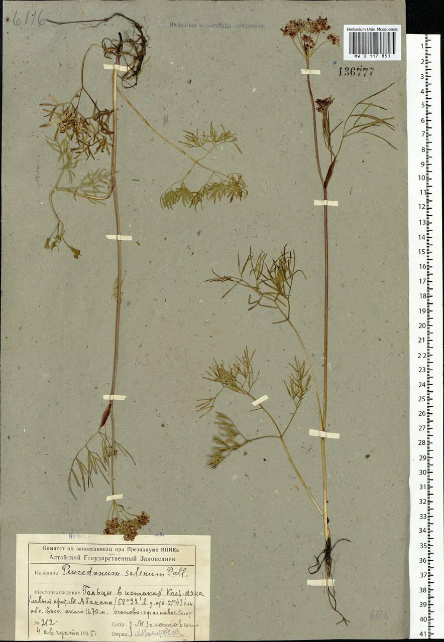Ostericum tenuifolium (Pall. ex Spreng.) Y.C.Chu, Siberia, Altai & Sayany Mountains (S2) (Russia)