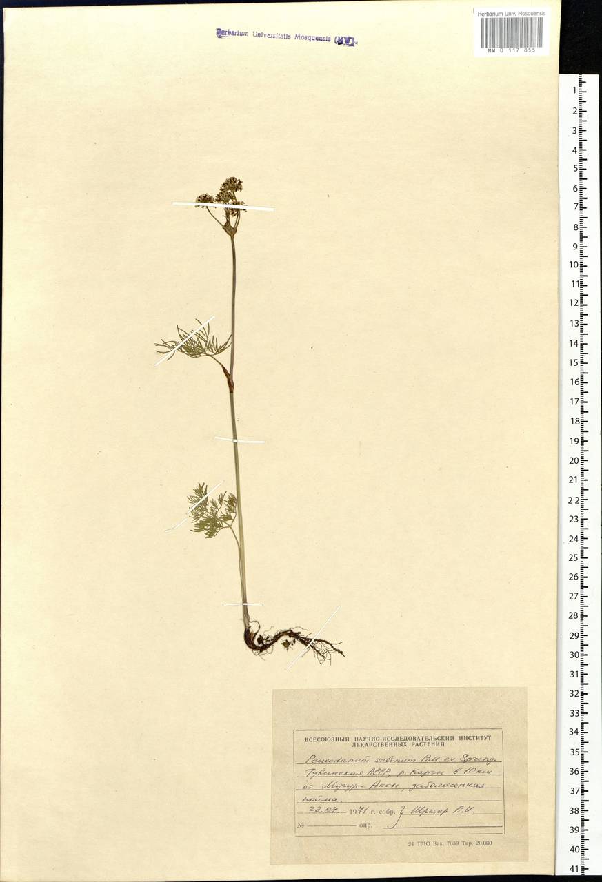 Ostericum tenuifolium (Pall. ex Spreng.) Y. C. Chu, Siberia, Altai & Sayany Mountains (S2) (Russia)