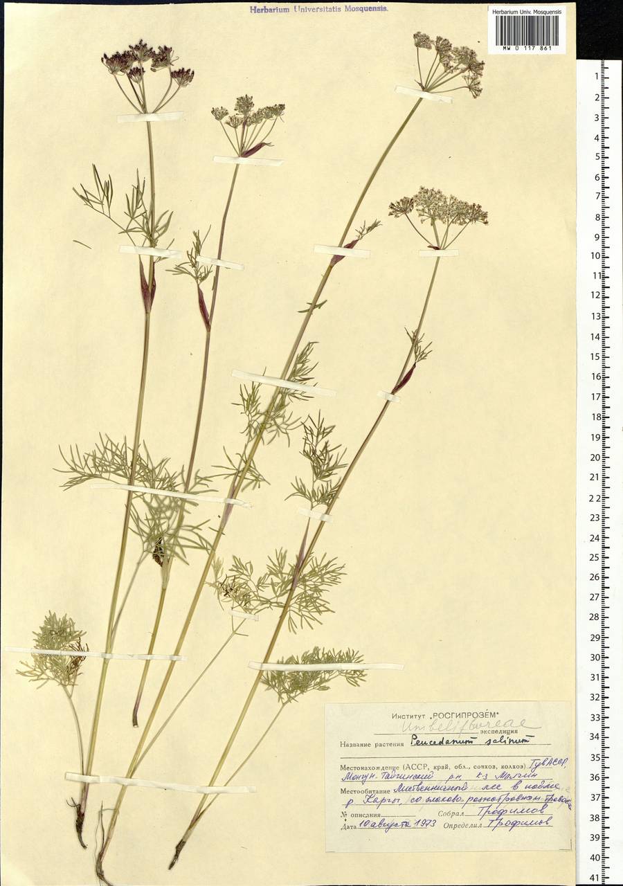 Ostericum tenuifolium (Pall. ex Spreng.) Y.C.Chu, Siberia, Altai & Sayany Mountains (S2) (Russia)