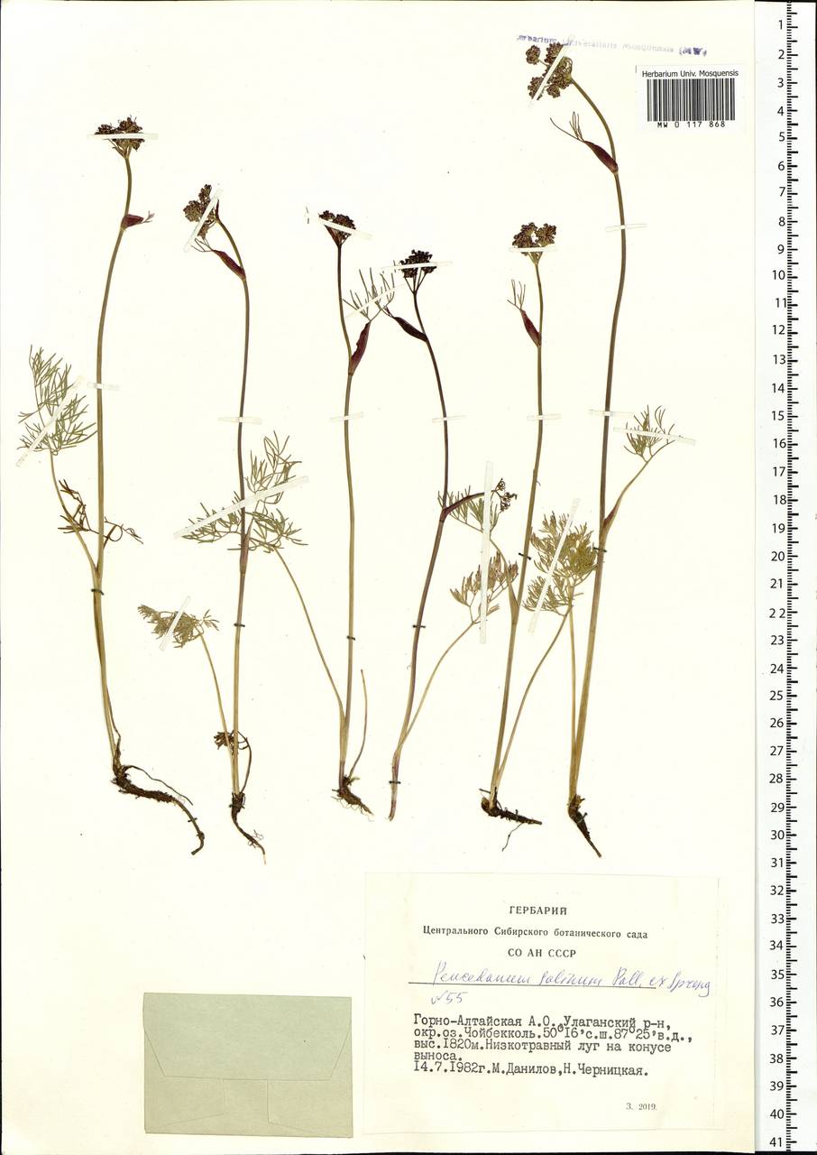 Ostericum tenuifolium (Pall. ex Spreng.) Y. C. Chu, Siberia, Altai & Sayany Mountains (S2) (Russia)