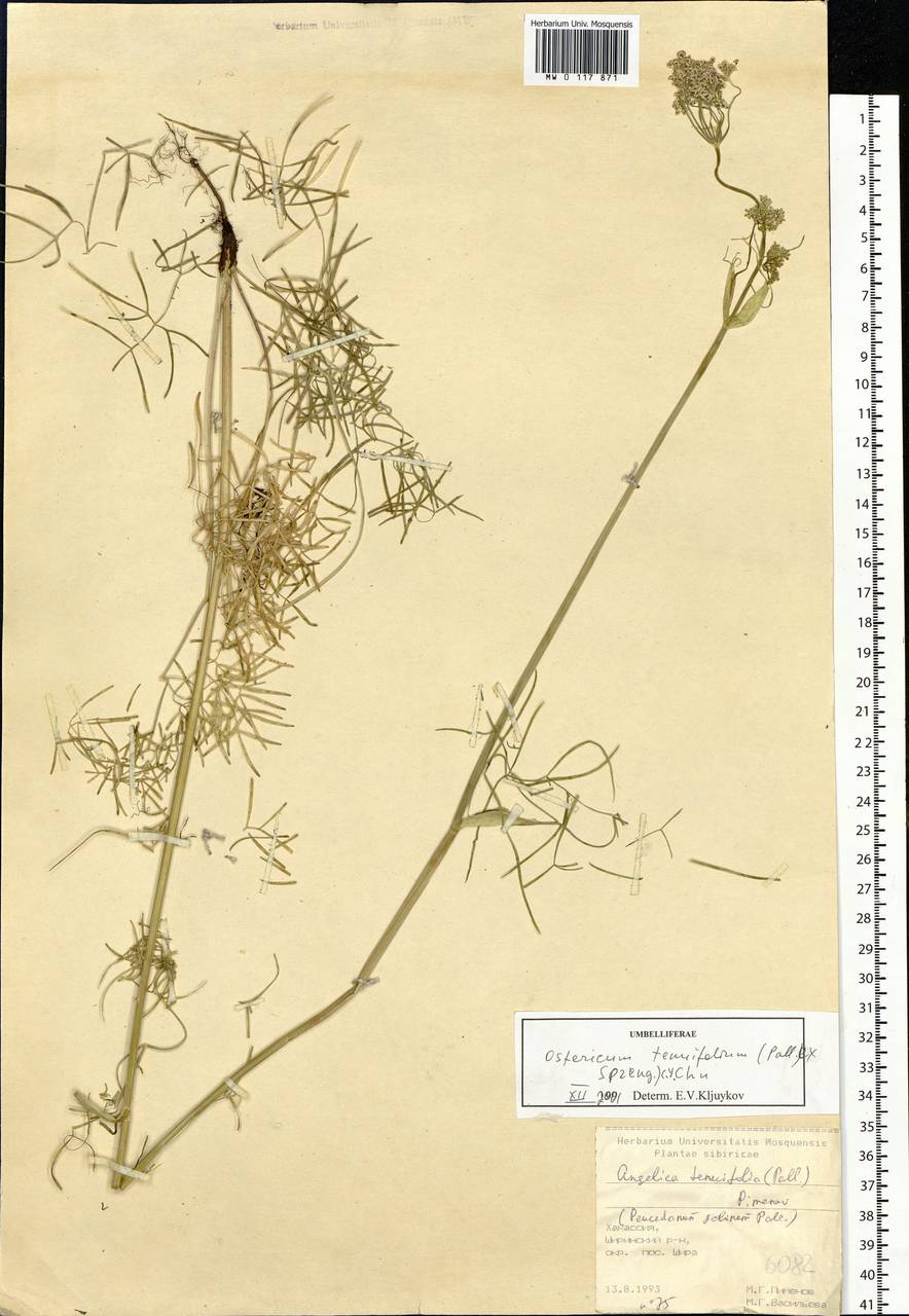 Ostericum tenuifolium (Pall. ex Spreng.) Y. C. Chu, Siberia, Altai & Sayany Mountains (S2) (Russia)