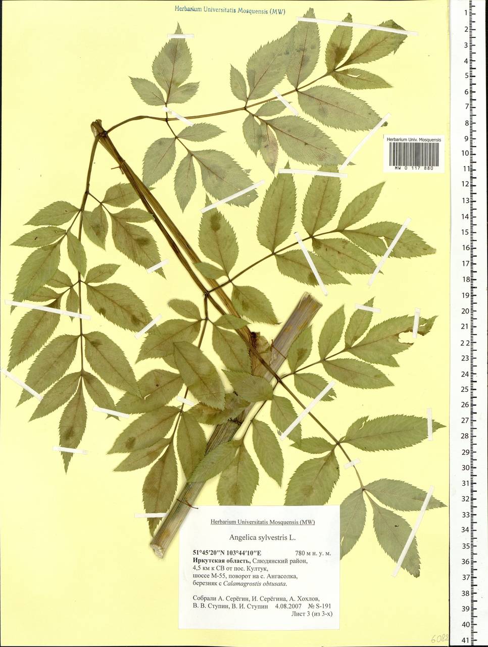Angelica sylvestris L., Siberia, Baikal & Transbaikal region (S4) (Russia)