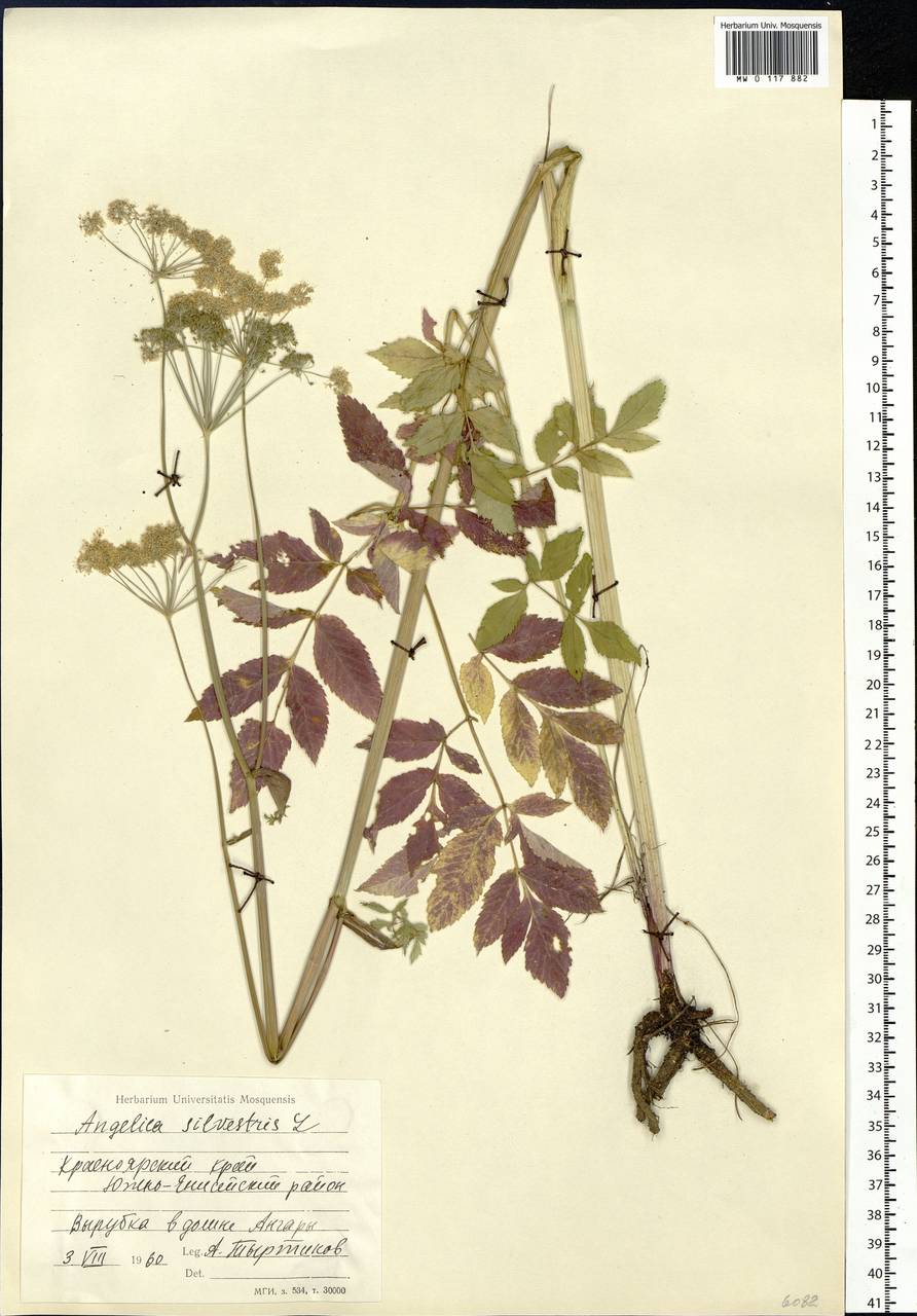 Angelica sylvestris L., Siberia, Central Siberia (S3) (Russia)
