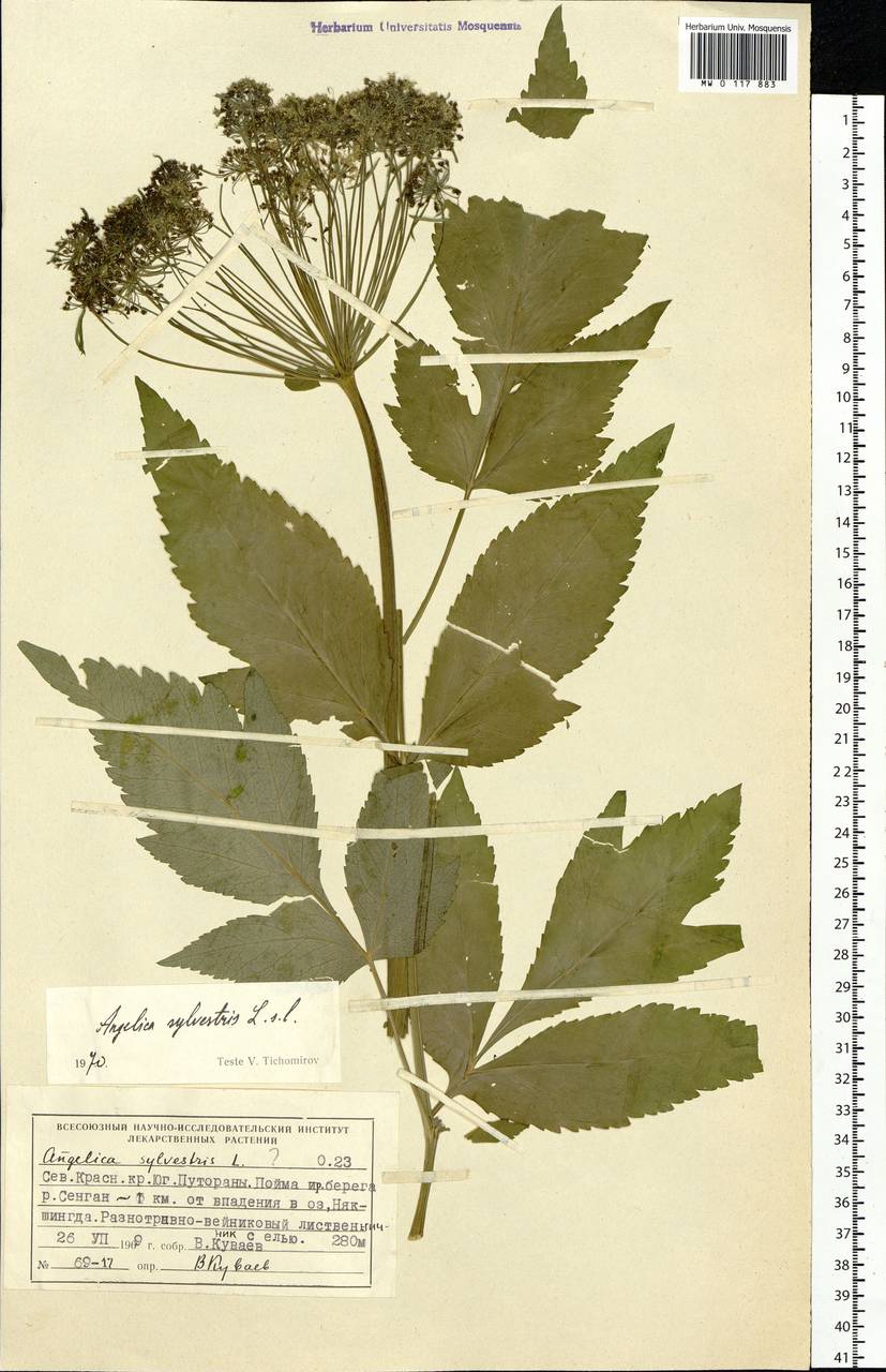 Angelica sylvestris L., Siberia, Central Siberia (S3) (Russia)