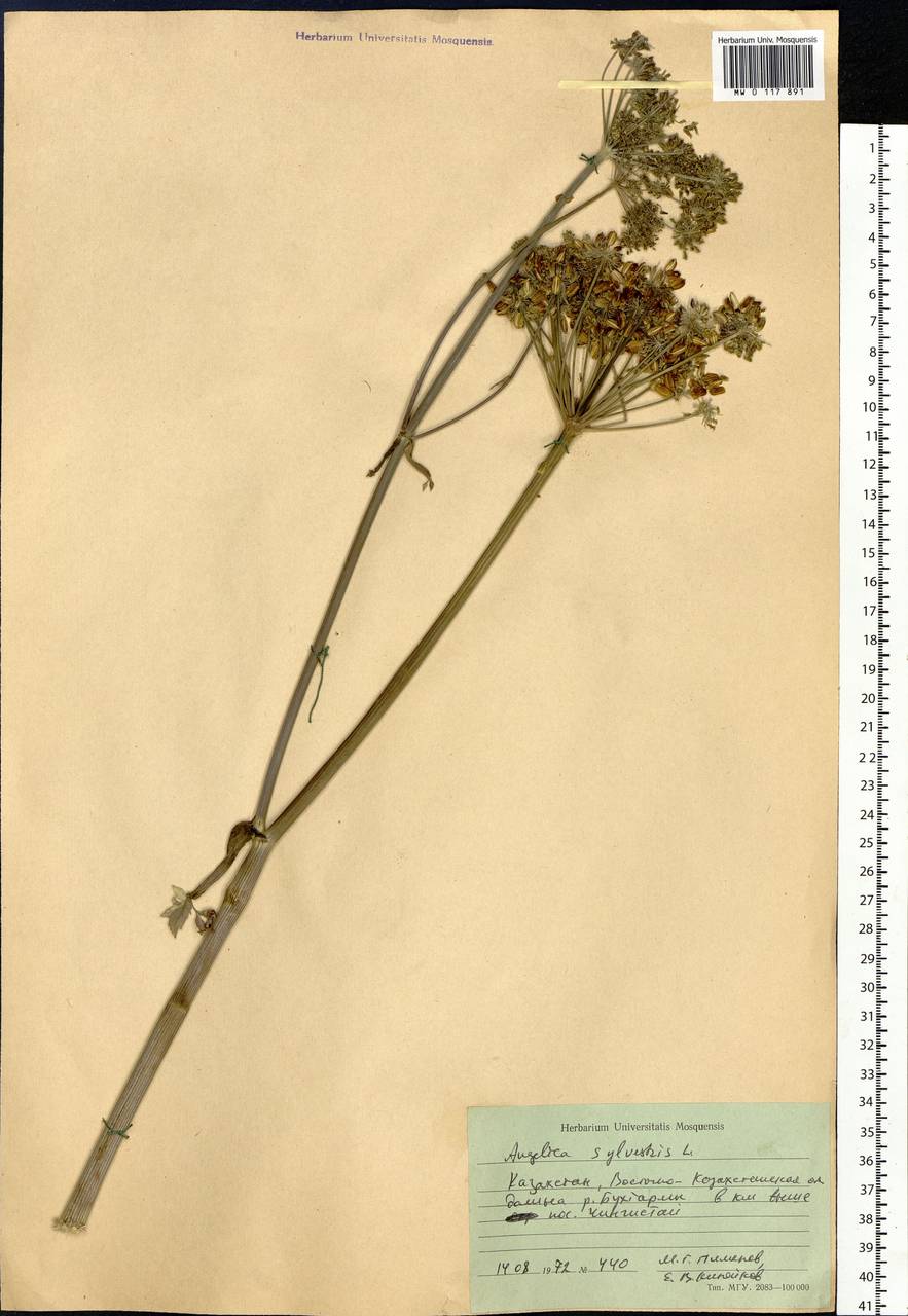 Angelica sylvestris L., Siberia, Western (Kazakhstan) Altai Mountains (S2a) (Kazakhstan)