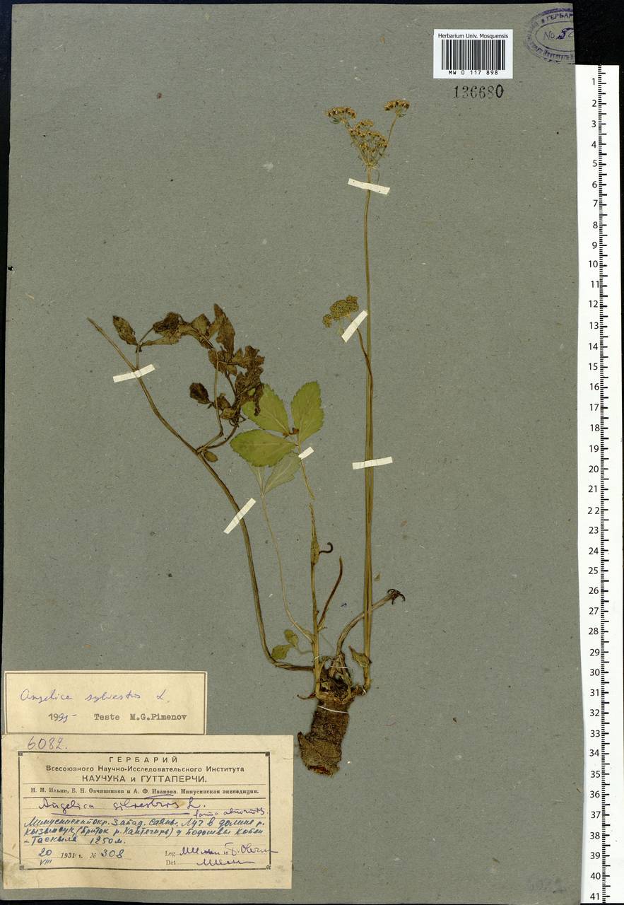 Angelica sylvestris L., Siberia, Altai & Sayany Mountains (S2) (Russia)