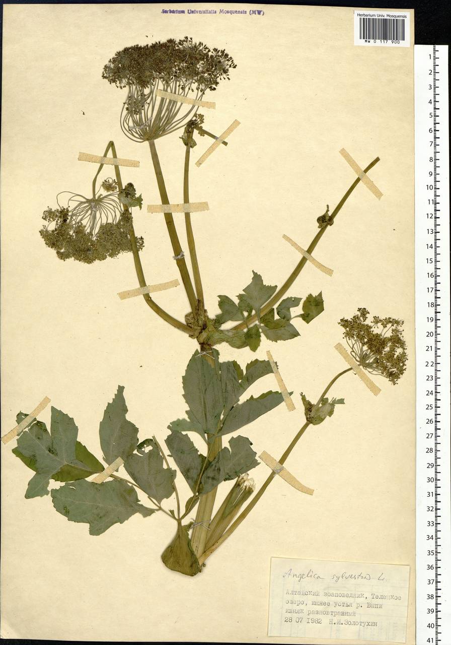Angelica sylvestris L., Siberia, Altai & Sayany Mountains (S2) (Russia)