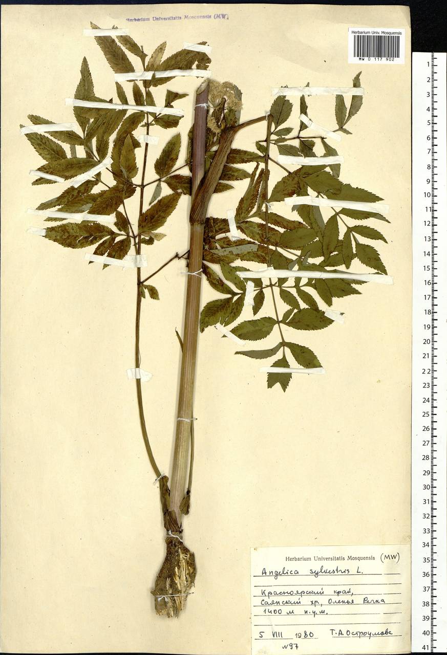 Angelica sylvestris L., Siberia, Altai & Sayany Mountains (S2) (Russia)