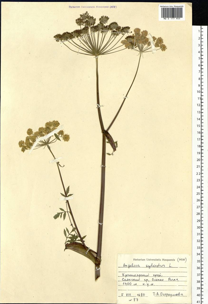 Angelica sylvestris L., Siberia, Altai & Sayany Mountains (S2) (Russia)