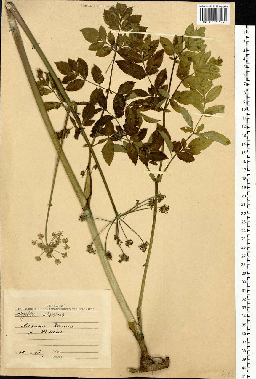 Angelica sylvestris L., Siberia, Altai & Sayany Mountains (S2) (Russia)
