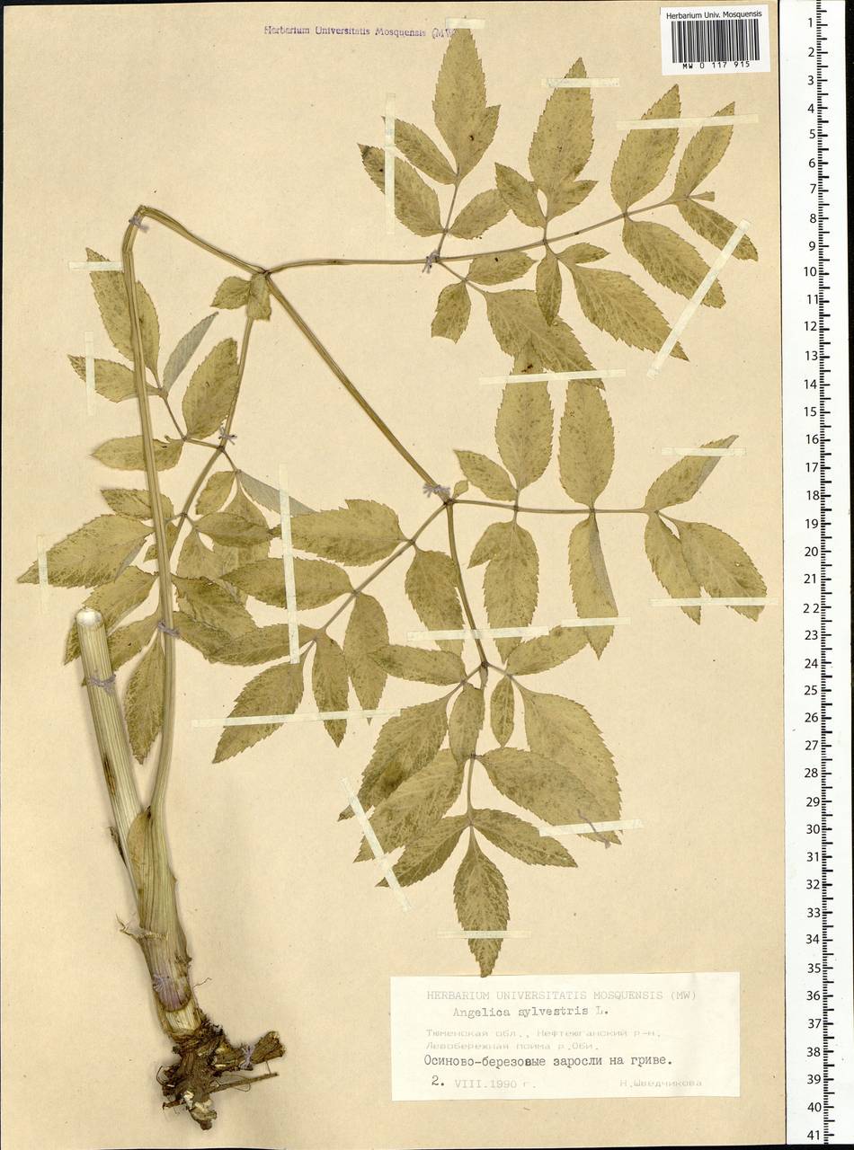 Angelica sylvestris L., Siberia, Western Siberia (S1) (Russia)