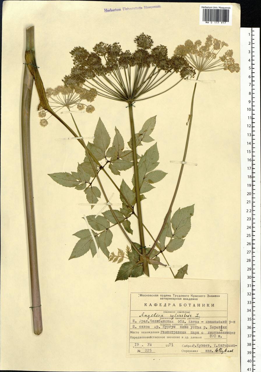 Angelica sylvestris L., Eastern Europe, Eastern region (E10) (Russia)