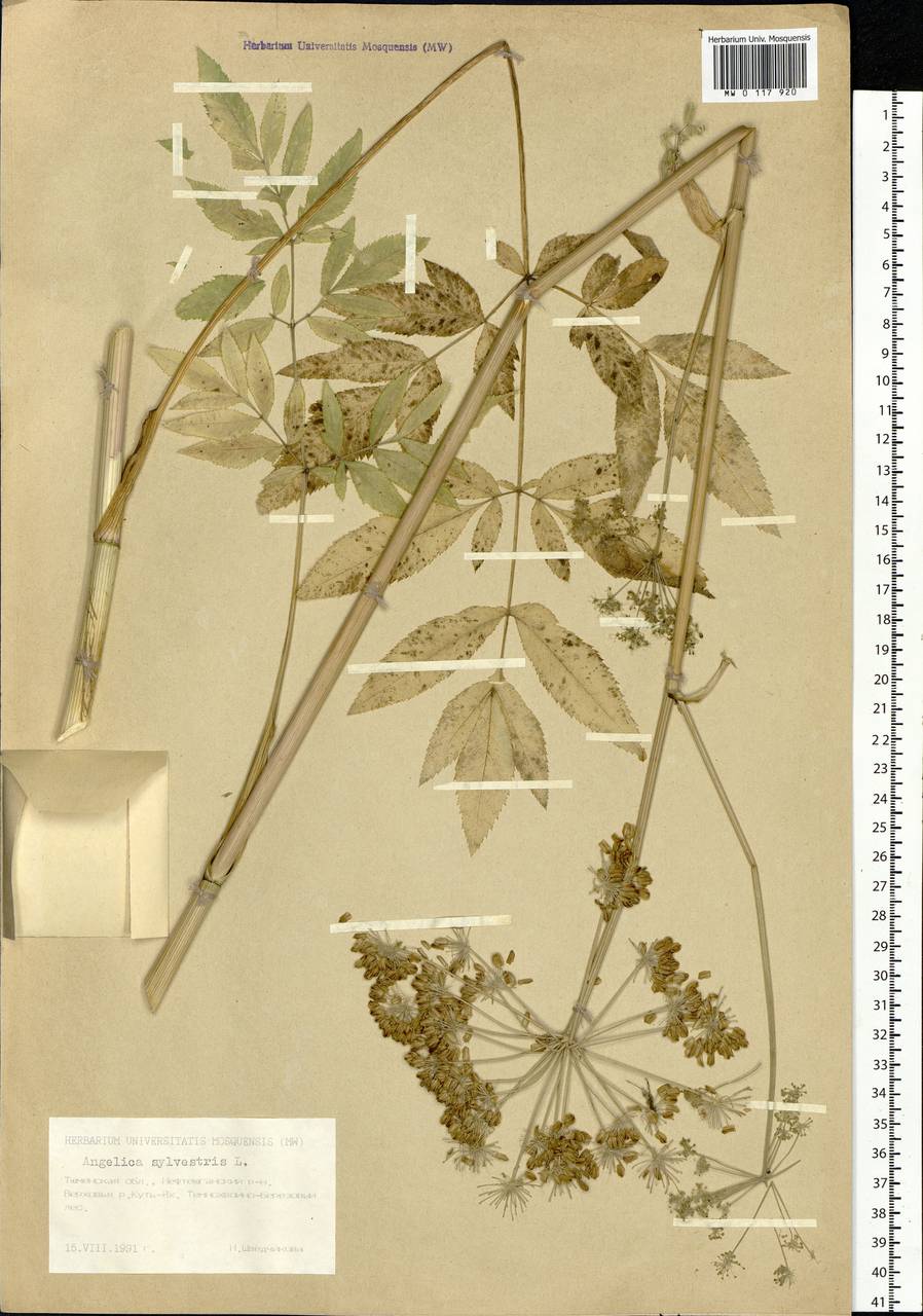 Angelica sylvestris L., Siberia, Western Siberia (S1) (Russia)