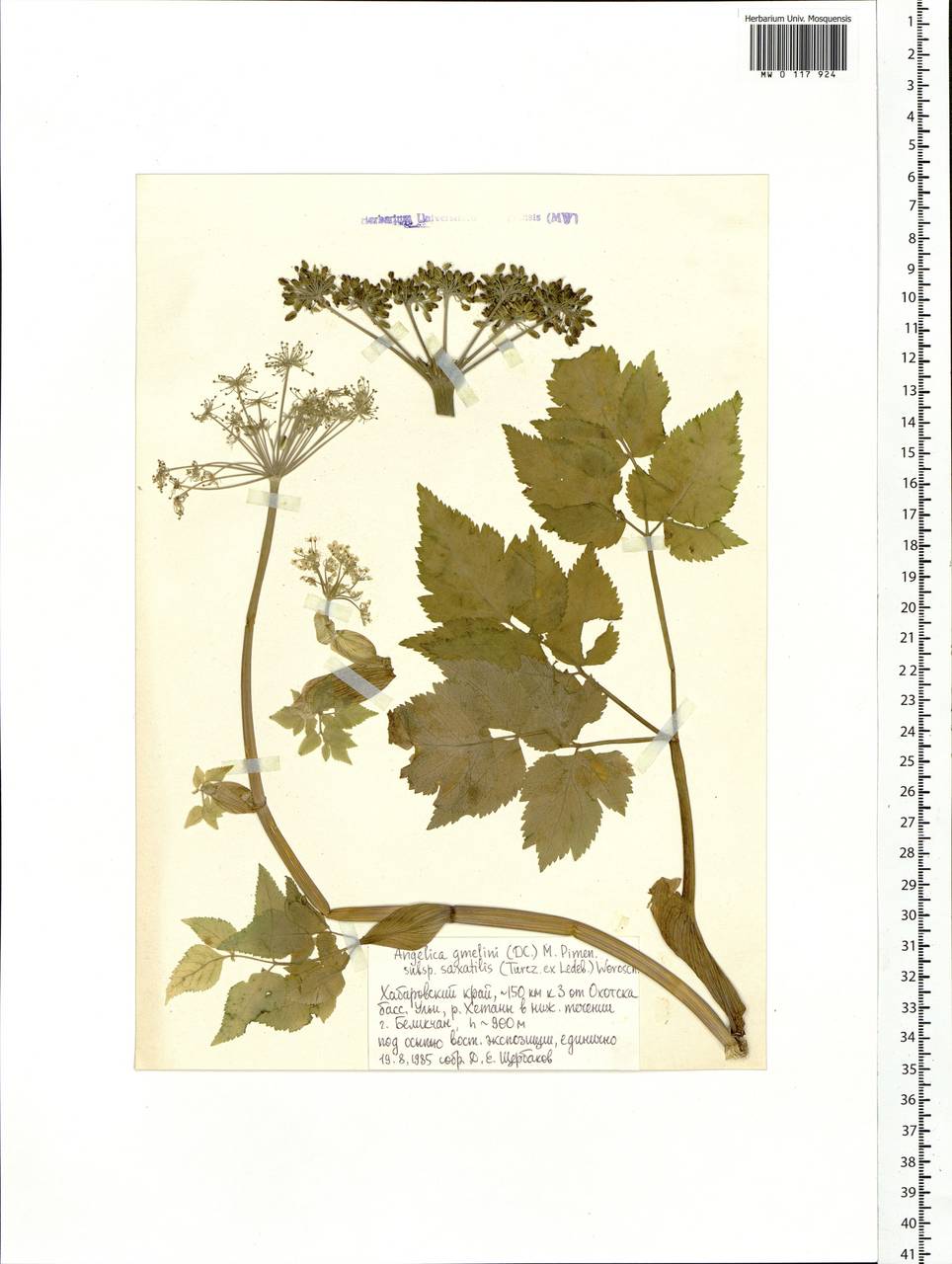 Angelica saxatilis Turcz. ex Ledeb., Siberia, Russian Far East (S6) (Russia)