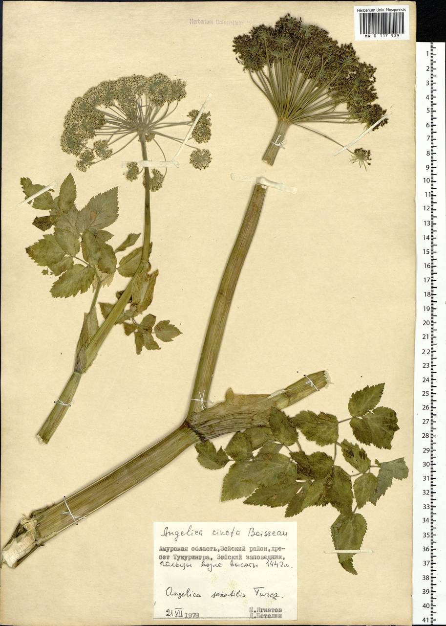 Angelica saxatilis Turcz. ex Ledeb., Siberia, Russian Far East (S6) (Russia)