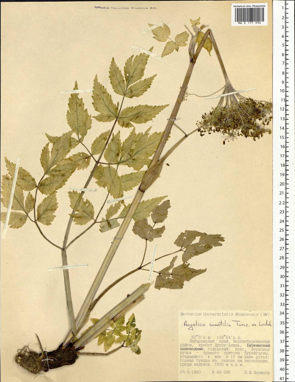 Angelica saxatilis Turcz. ex Ledeb., Siberia, Russian Far East (S6) (Russia)